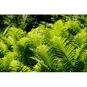 Stálozelená papraď samčia (Dryopteris Filix mas) - výška 50-60 cm, kont. C6L